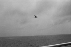 copyright Angela Taormino licensed to Geoffrey Steinberg, Psy.D.